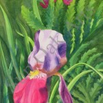 Iris in Bloom